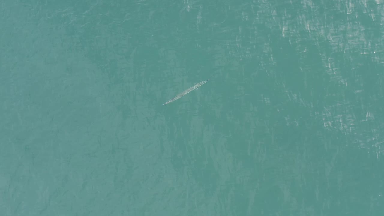 A small pale fish-like form sits near the center of a top-down Baja California Sur ocean frame, surrounded by rippled turquoise water and no visible people.