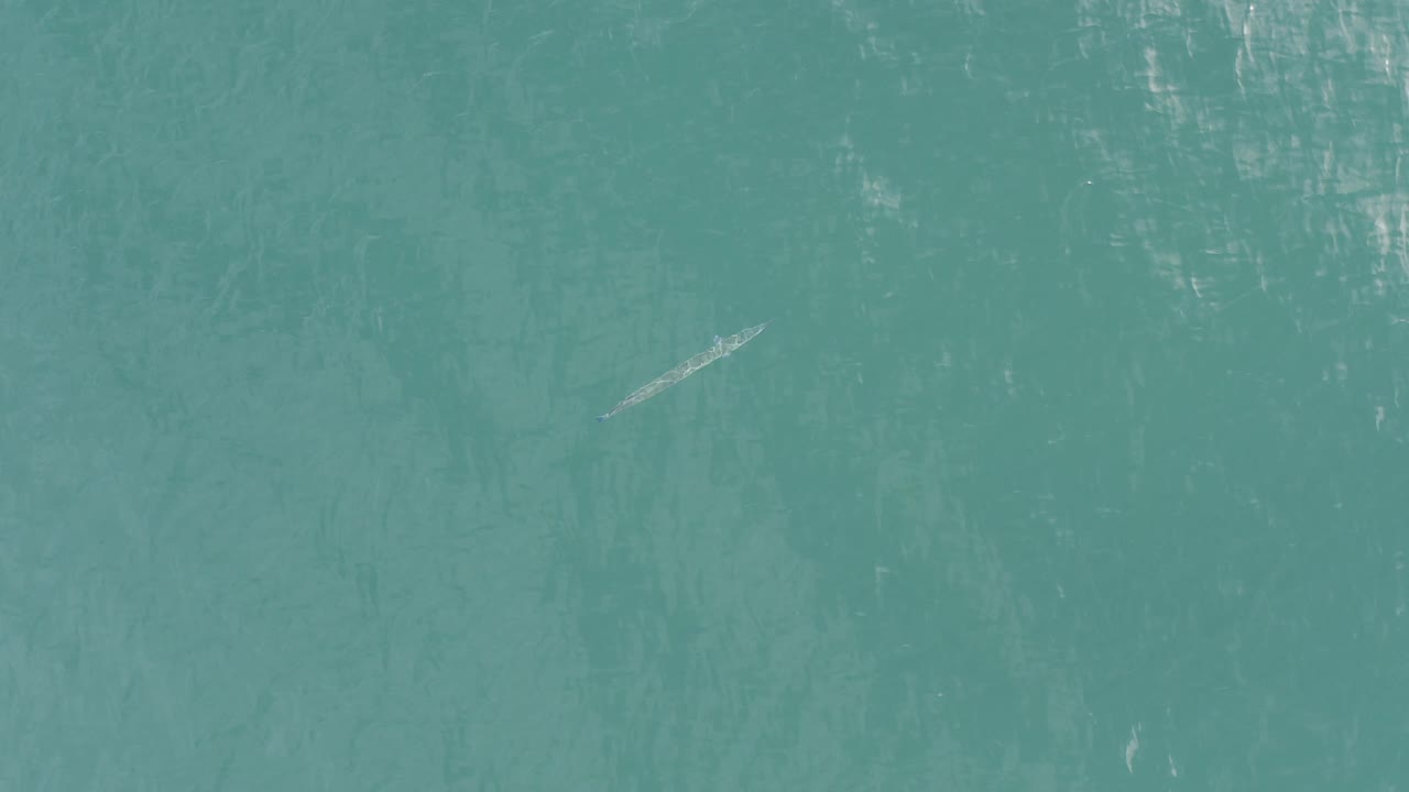 Top-down turquoise water in Baja California Sur, Mexico, with the small pale marine animal shifted toward the upper right and no visible boats, land, or people.