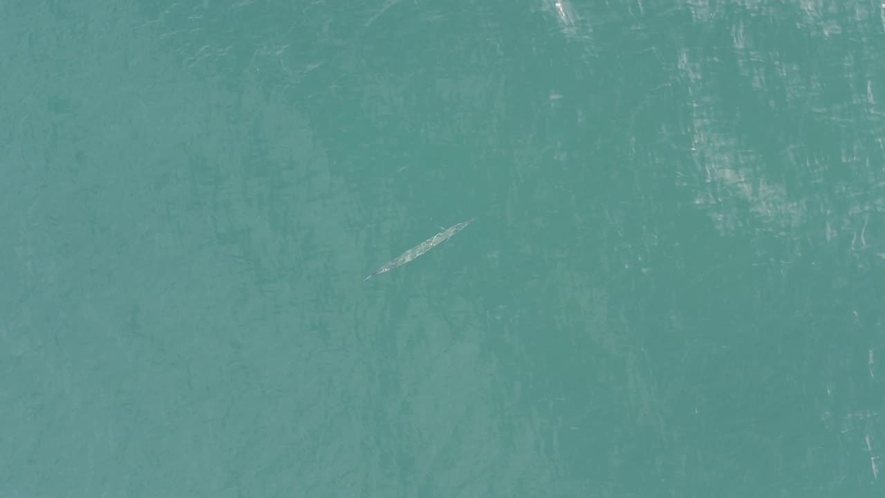 A tiny pale fish-like animal appears left of center in a top-down Baja California Sur ocean view, with darker underwater streaks and no visible people.