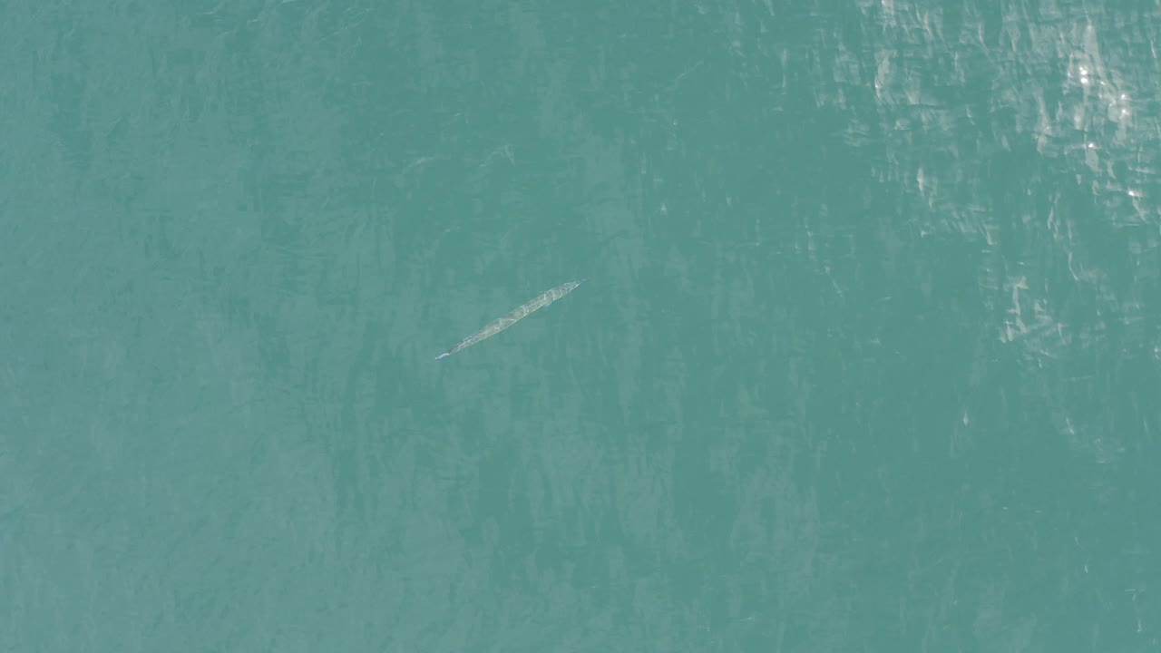 Overhead view in Baja California Sur, Mexico, showing a thin pale fish near the left side of clear turquoise water with surface reflections and no visible people.