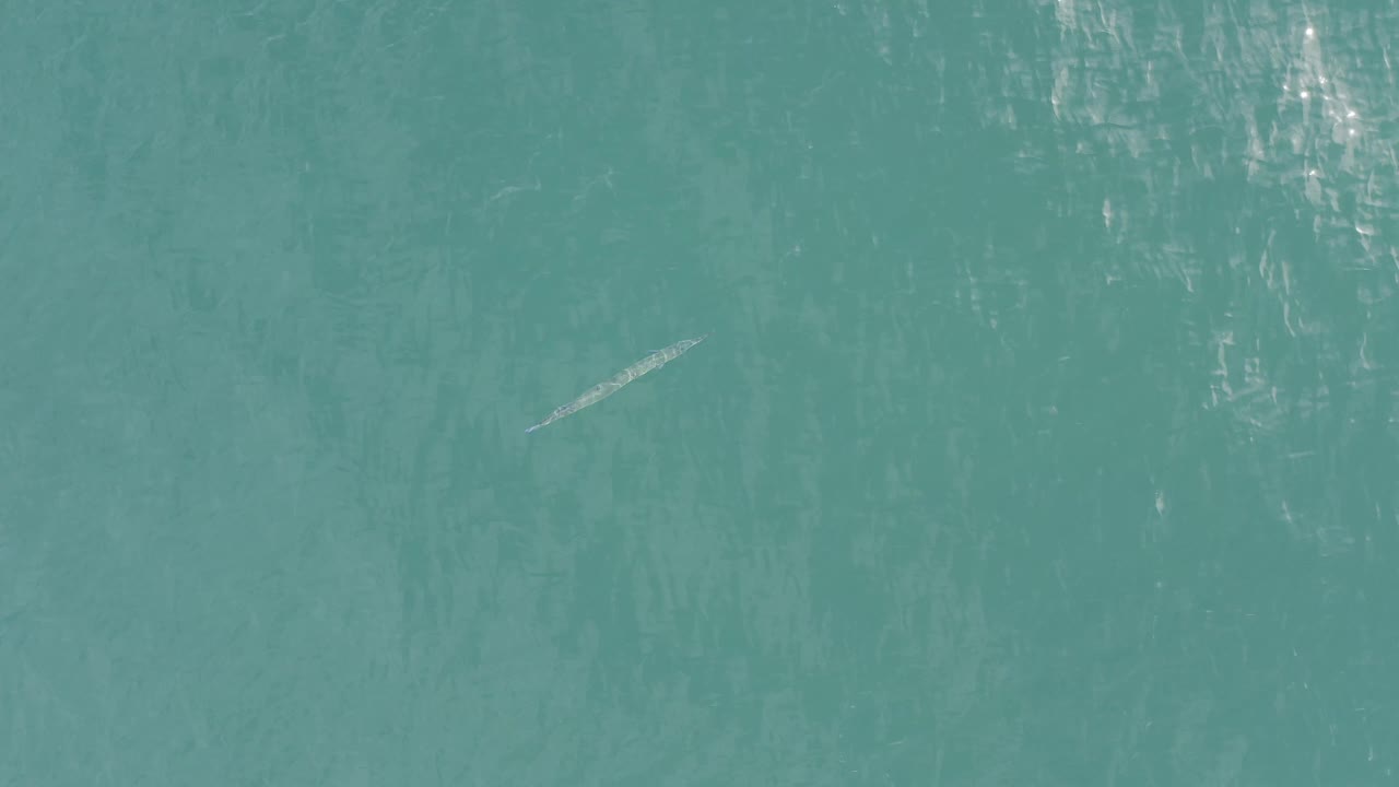 Aerial frame from Baja California Sur, Mexico, with the slim fish slightly farther across the blue-green water under bright rippled highlights and no visible people.