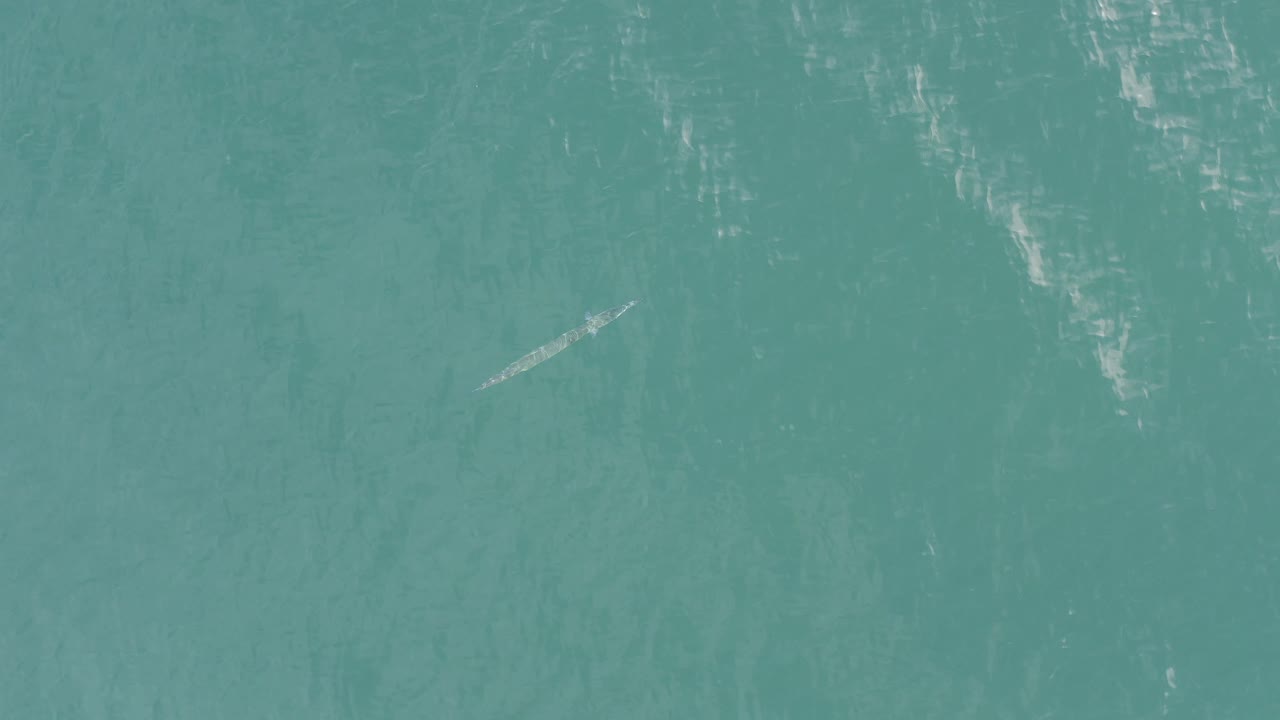 Straight-down aerial view in Baja California Sur, Mexico, showing the thin fish near open turquoise water with scattered surface glare and no visible people.