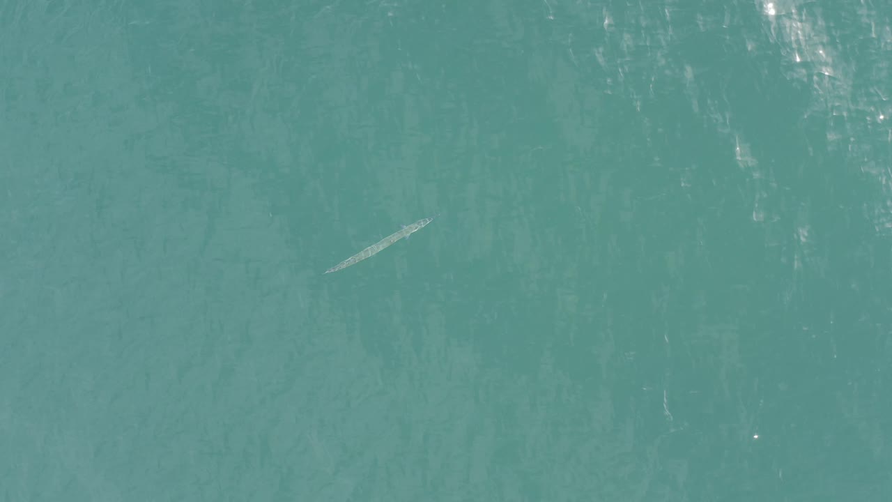 Overhead Baja California Sur, Mexico water frame with a pale thin fish set against clear blue sea, brighter reflection patches, and no visible people.