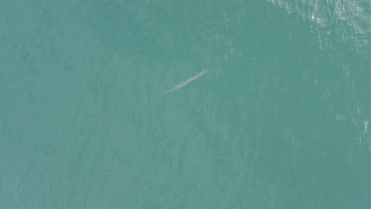 Top-down view of Baja California Sur water with a small pale fish-like shape near the upper-left area and no visible people.