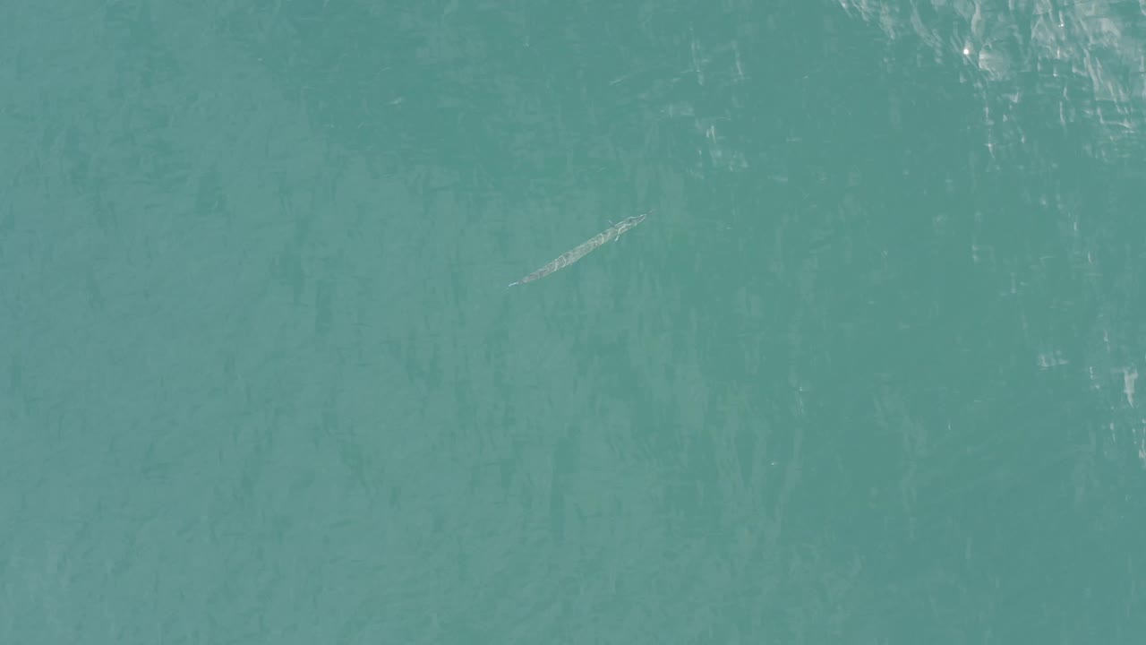 Teal water with a small pale fish-like shape near the upper center.