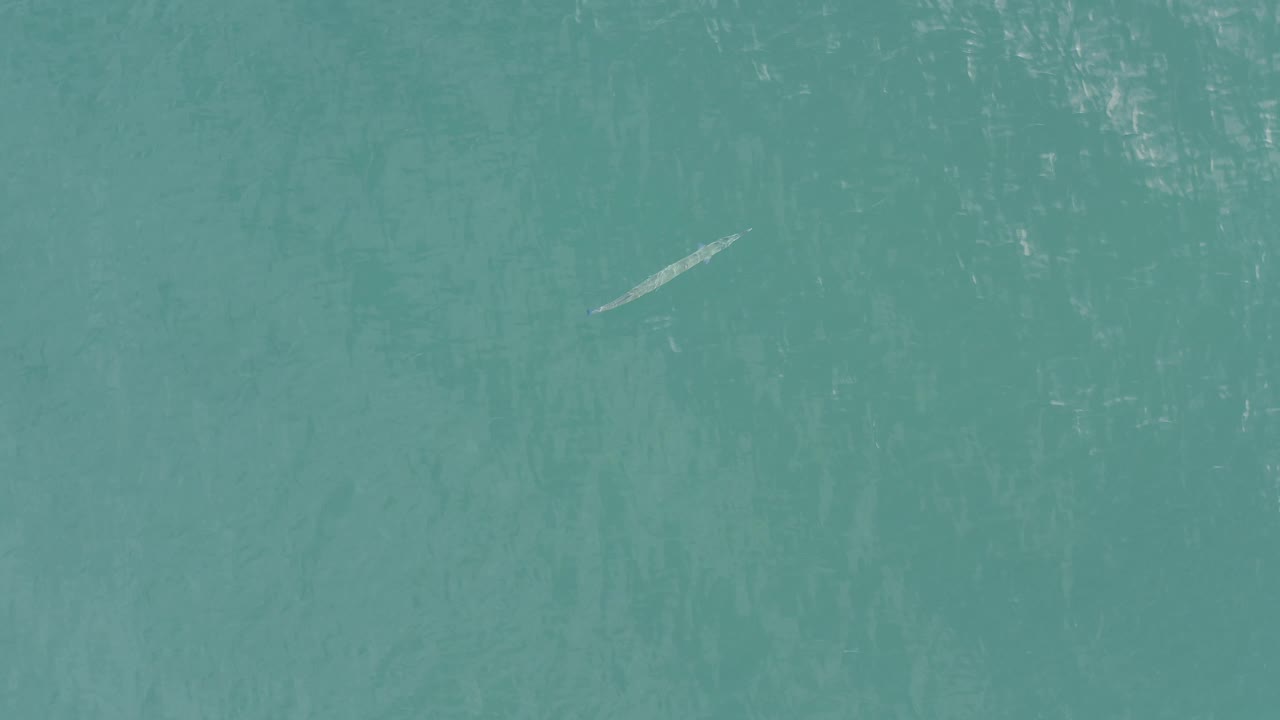 Top-down Baja California Sur ocean frame with a pale elongated fish-like subject near the upper-right side and no visible people.