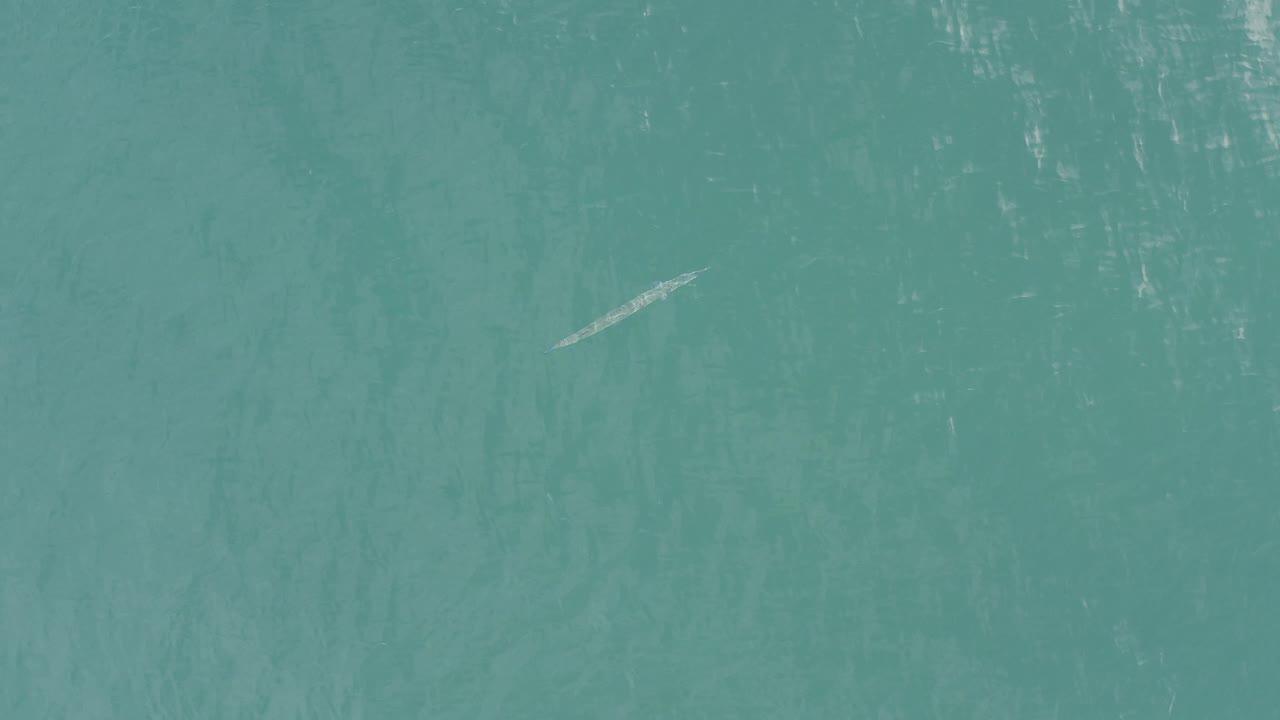 Small silver fish in turquoise water seen from above.