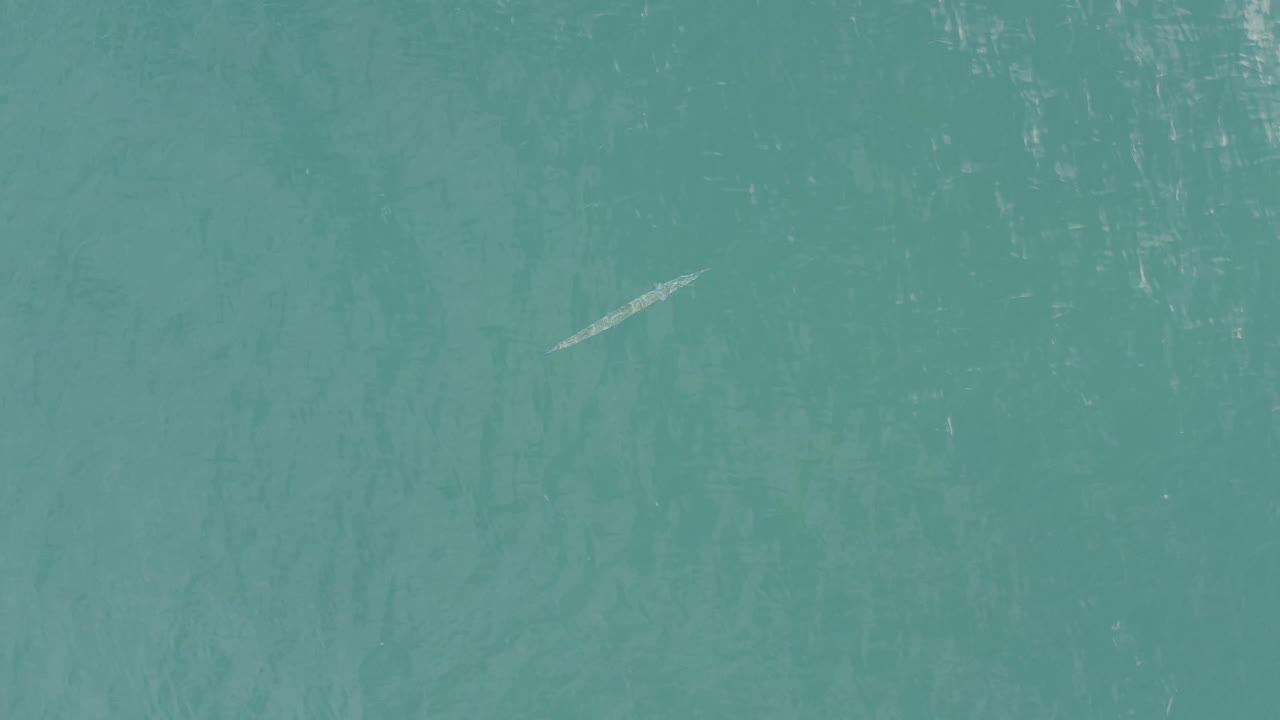 A long pale fish or eel sits near the center of a top-down turquoise water frame in Baja California Sur, Mexico, with faint ripples and no visible people.