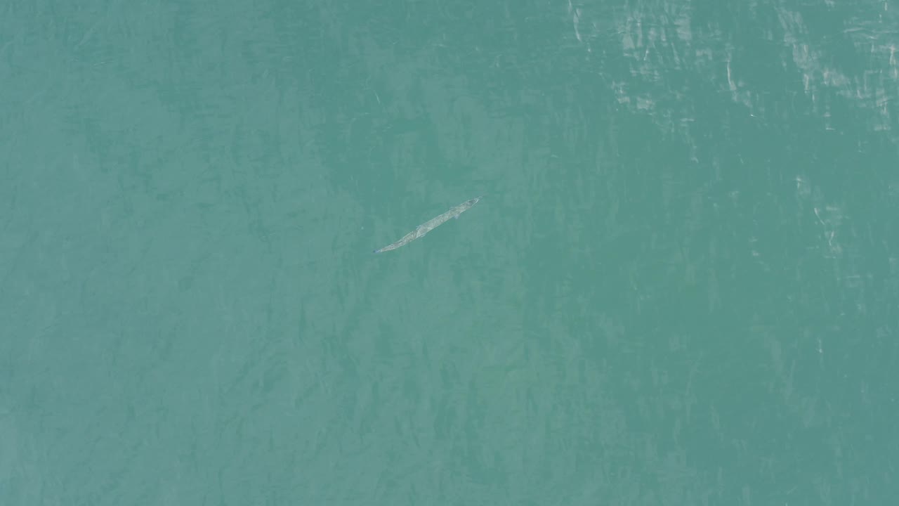 The silver fish or eel appears farther right within the overhead water view, surrounded by teal water texture in Baja California Sur, Mexico, with no visible people.