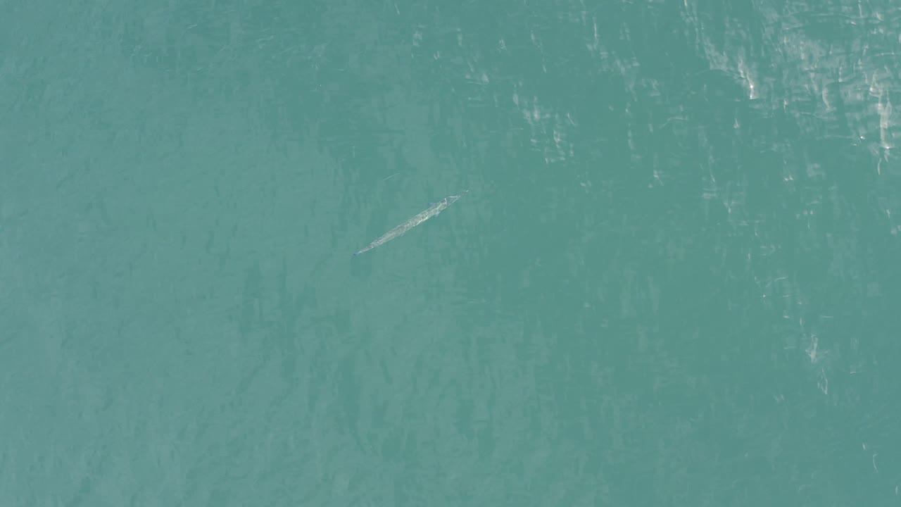A slim silver fish or eel crosses the left side of the overhead turquoise water frame in Baja California Sur, Mexico, with reflective surface patches and no visible people.