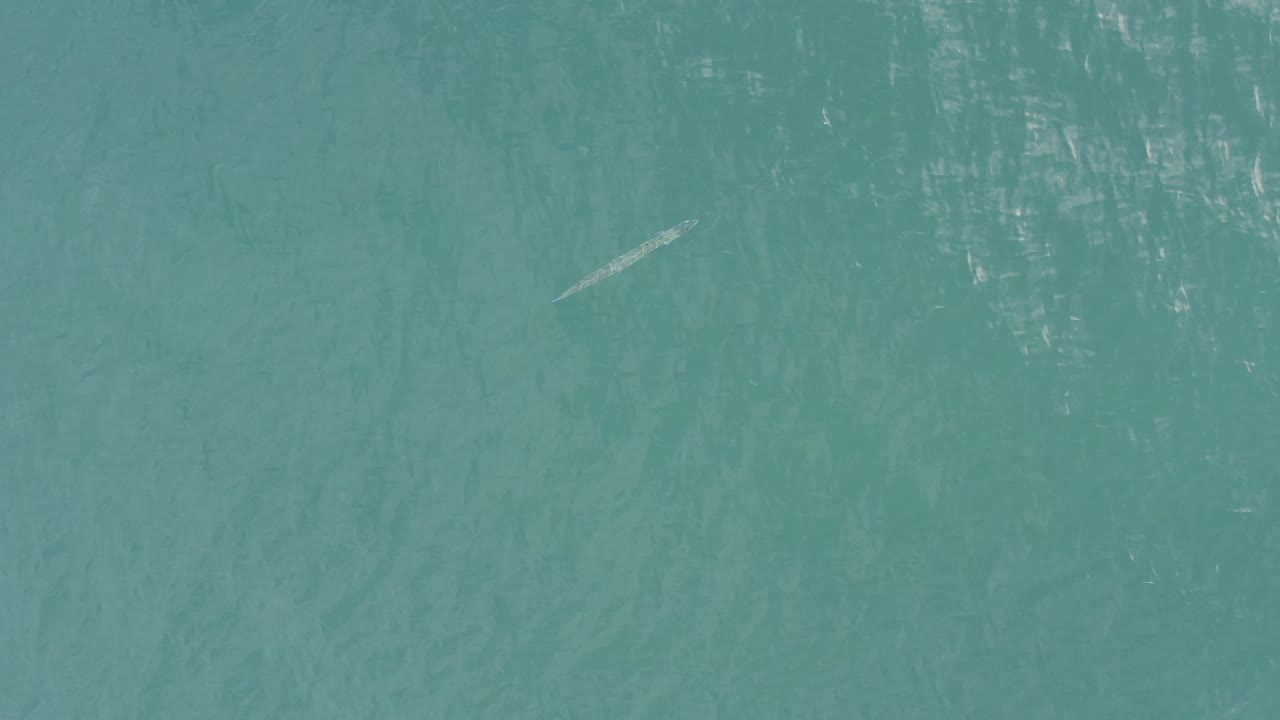 Aerial top view in Baja California Sur, Mexico, showing blue-green water, scattered light reflections, and a thin pale marine animal shape left of center with no visible people.