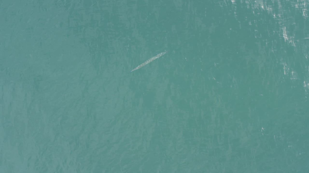 Top-down Baja California Sur ocean view with a diagonal pale marine animal shape near the upper right, faint ripples, and no visible people.