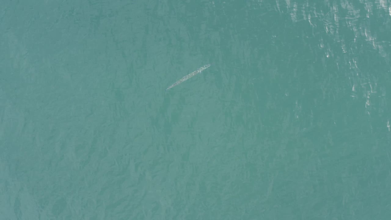 Baja California Sur aerial water frame with the pale slender marine animal shape near the left side, muted wave texture, and no visible people.