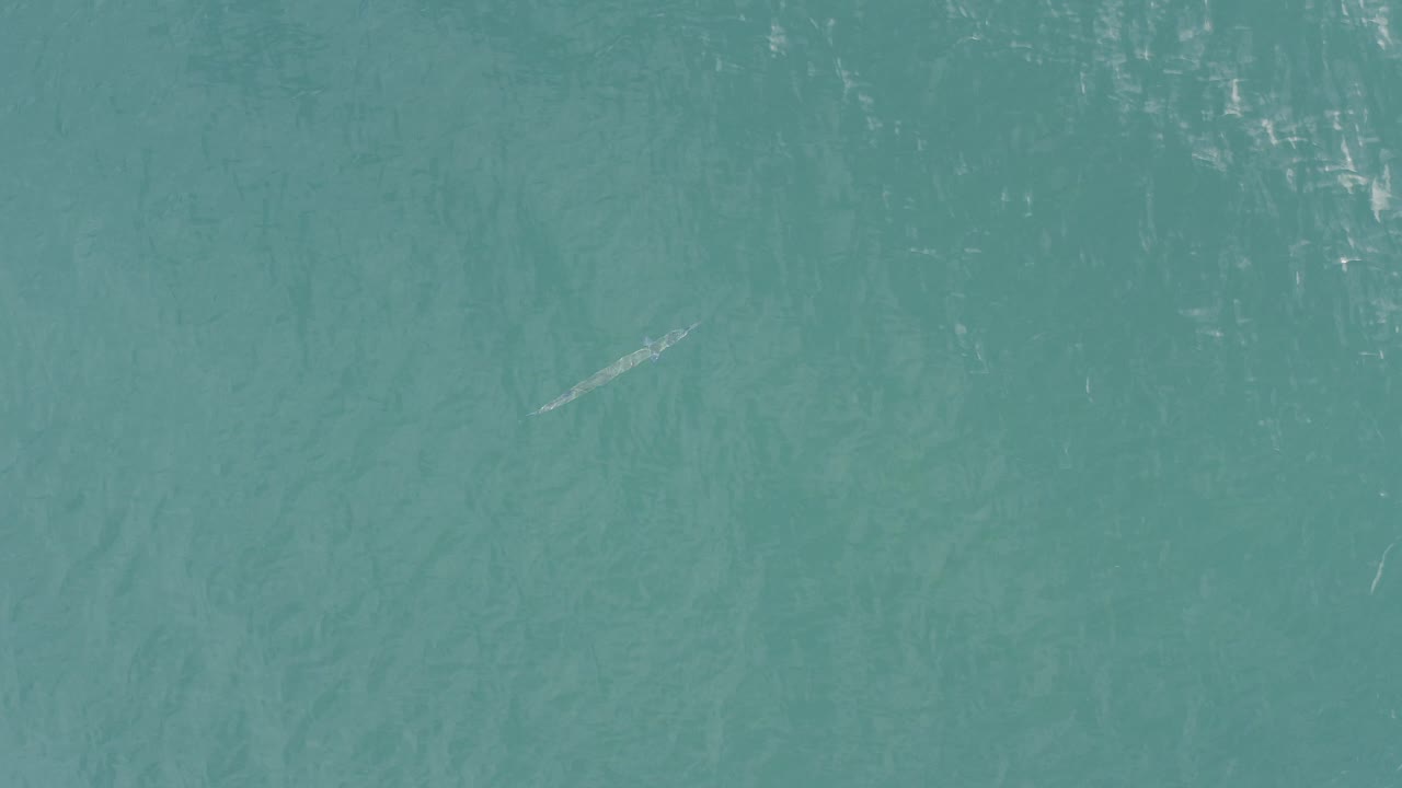 Top-down aerial frame over blue-green water in Baja California Sur, Mexico, with a small pale fish-like shape near the upper left and no visible people.