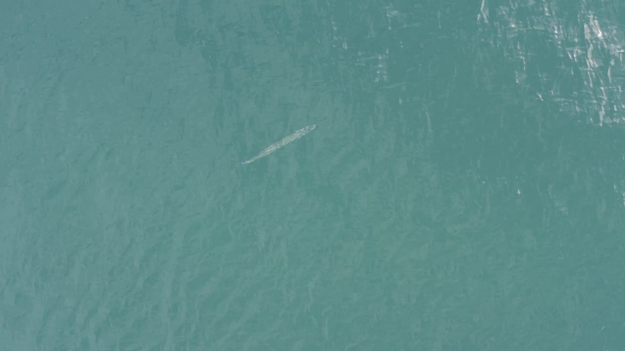 A pale streak appears under or near the surface of blue-green Baja California Sur water, surrounded by darker ripple patterns and scattered daylight glare, with no visible people.