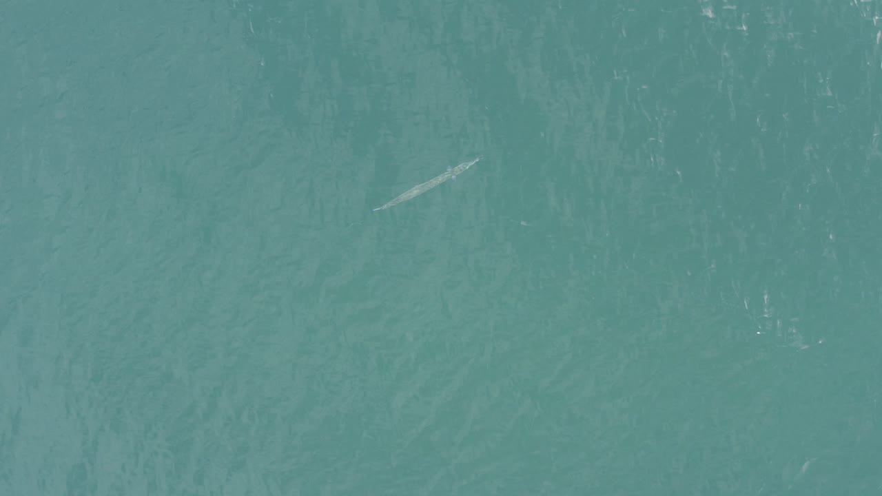 Turquoise rippling water with a small pale fish near the surface.
