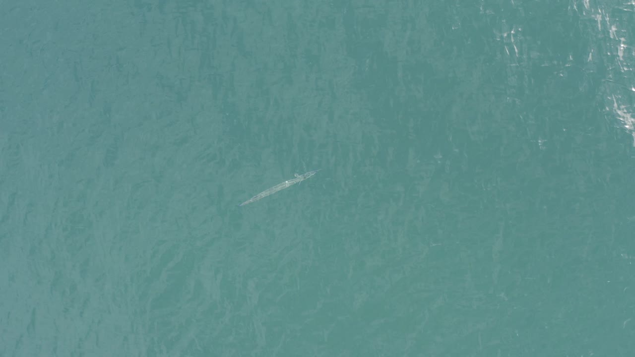 A small pale fish or fish-shaped form appears left of center in turquoise water in Baja California Sur, Mexico, with no visible people.