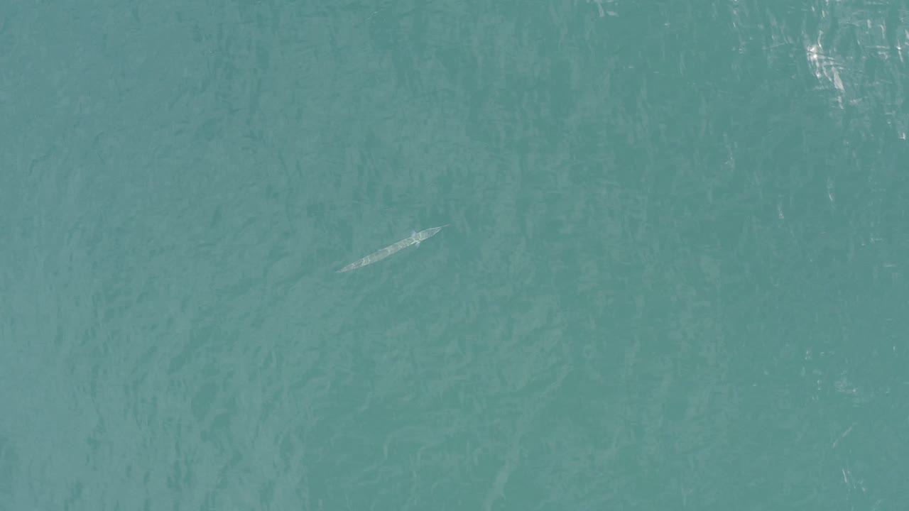 The pale fish-like subject appears lower in the overhead turquoise water view in Baja California Sur, Mexico, with no visible people or structures.