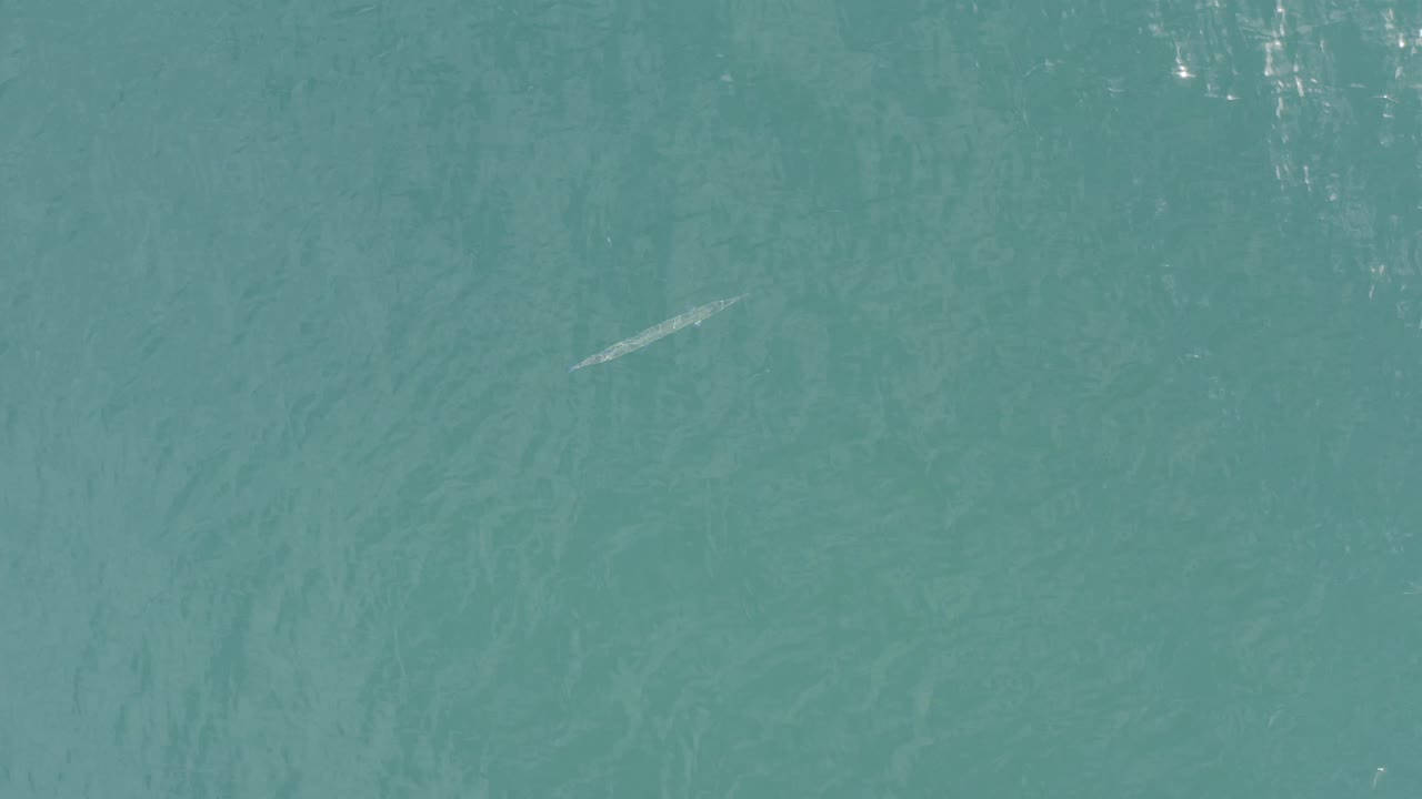 An elongated pale marine subject sits under rippled turquoise water in Baja California Sur, Mexico, with bright specks of reflection and no visible people.