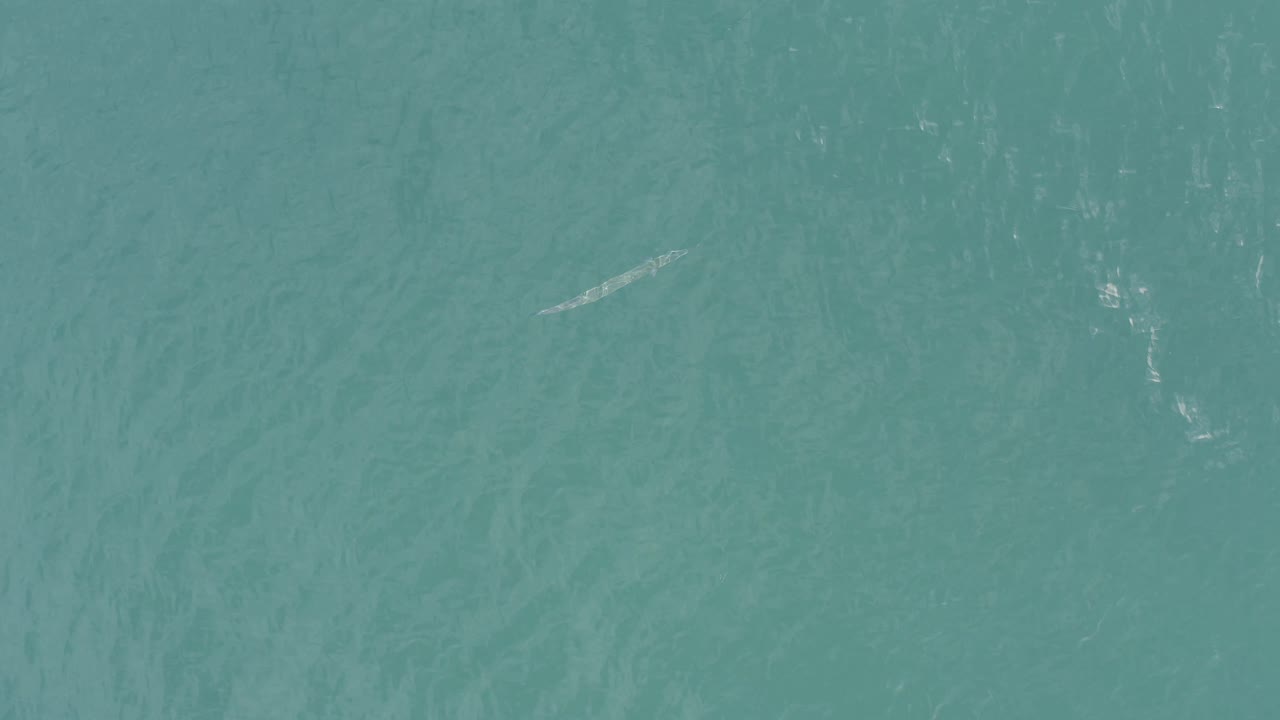 Pale fish-like shape lower in turquoise water frame
