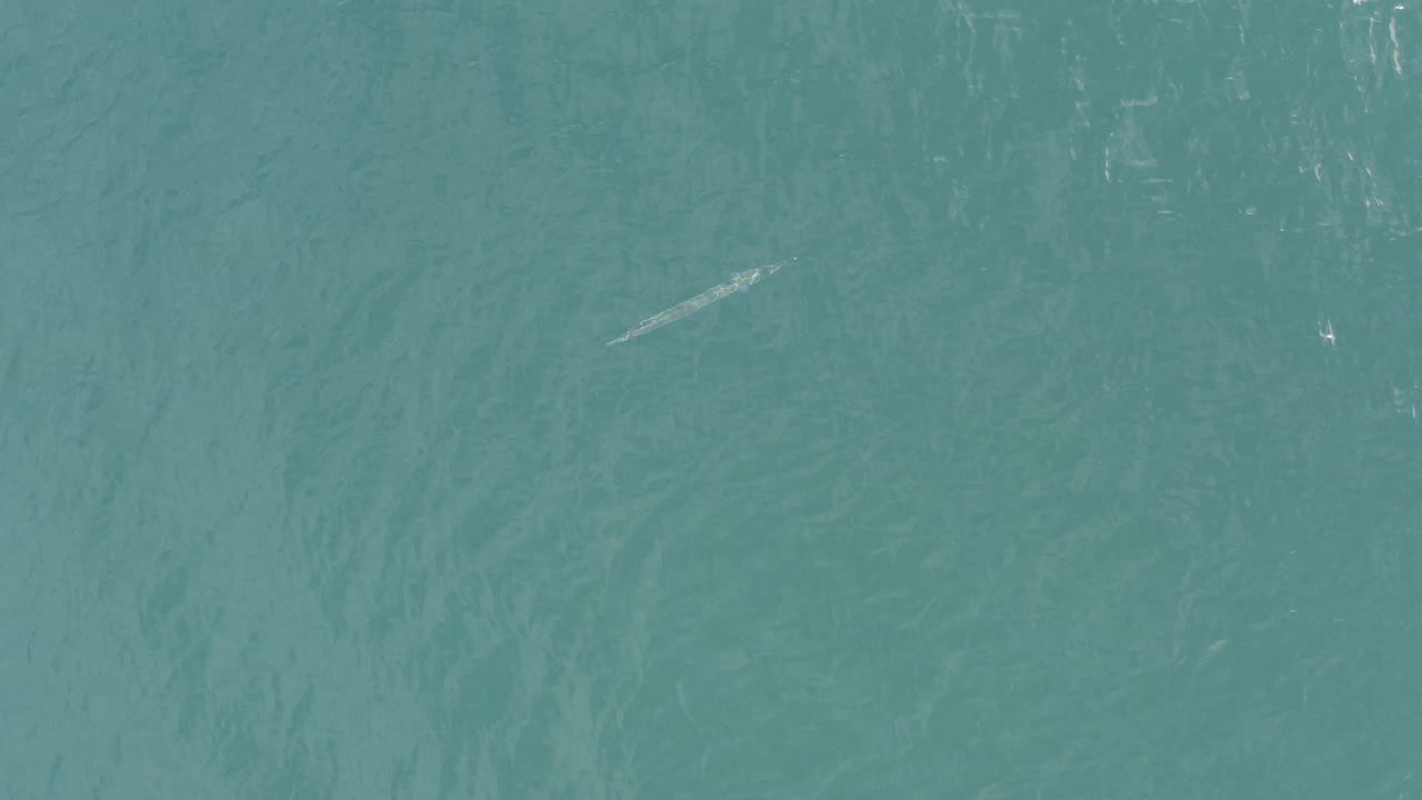Top-down view of blue-green water in Baja California Sur, Mexico, with a small thin fish visible near the upper-left area and no visible people.