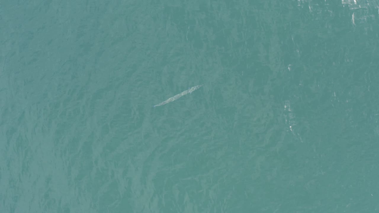 Top-down blue water in Baja California Sur, Mexico, with the thin fish appearing near the upper-right portion of the frame and no visible people.