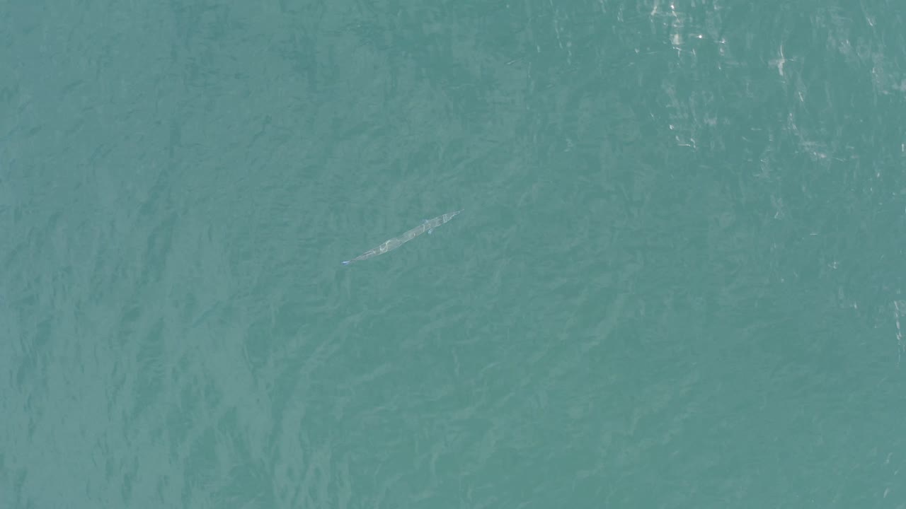 Blue-green water with a small thin fish near the left side.