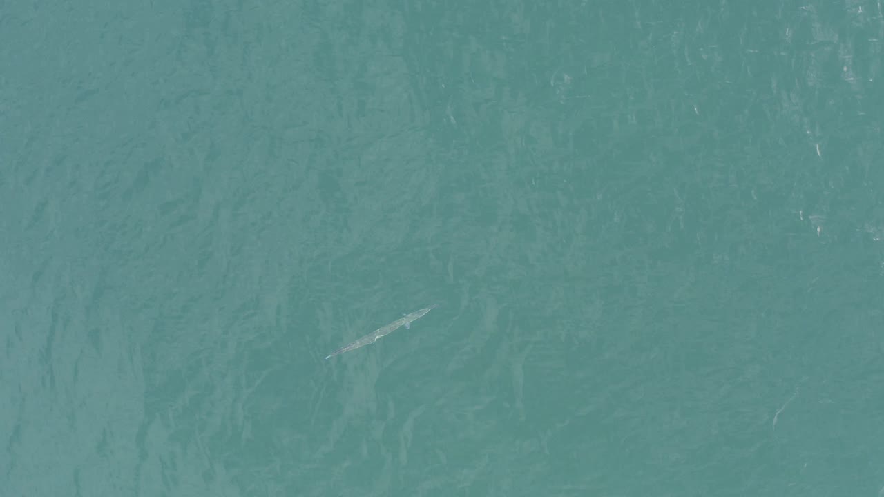 Top-down blue-green ocean water in Baja California Sur, Mexico, with faint ripples, a small pale fish shape left of center, and no visible people.