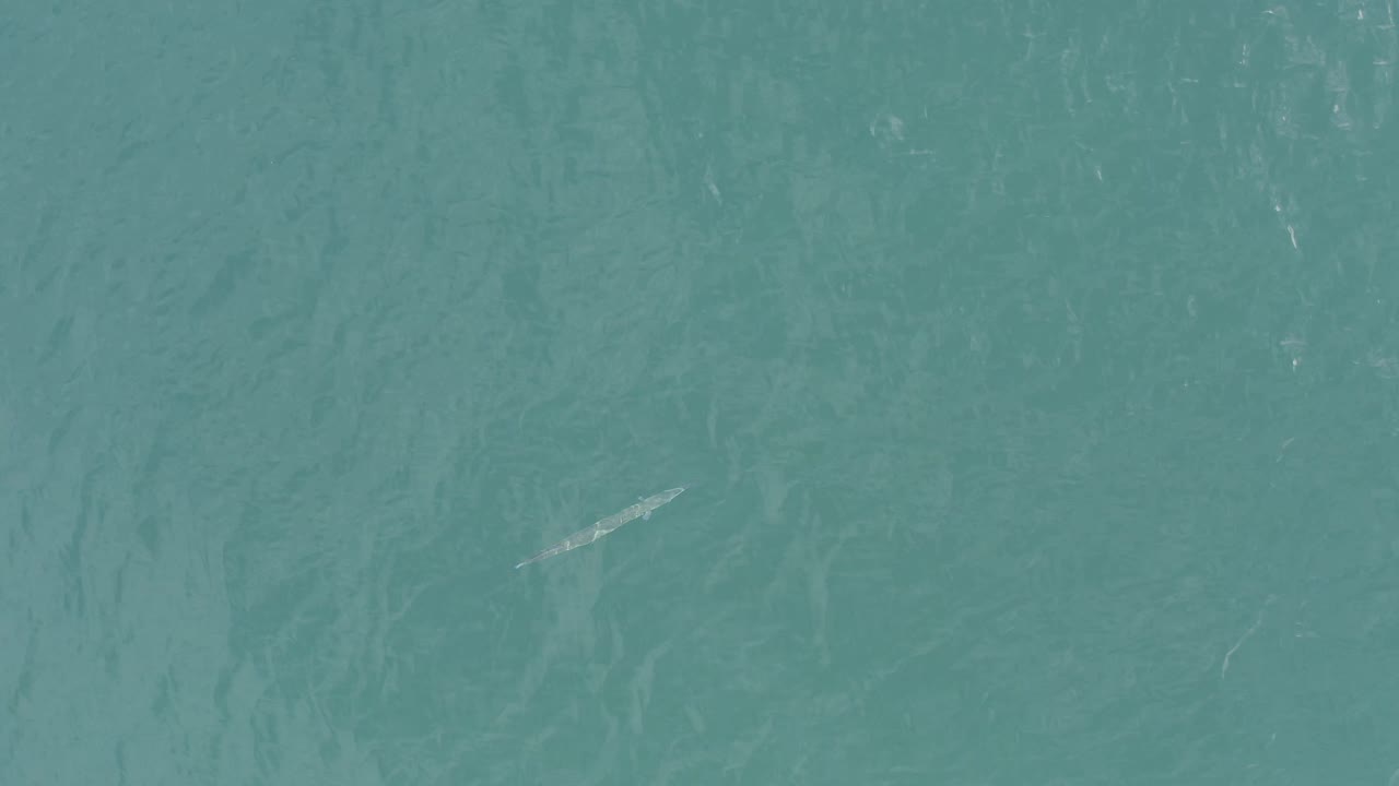 Aerial-looking view of blue-green ocean in Baja California Sur, Mexico, with a small pale fish-like shape near the middle and no visible people.
