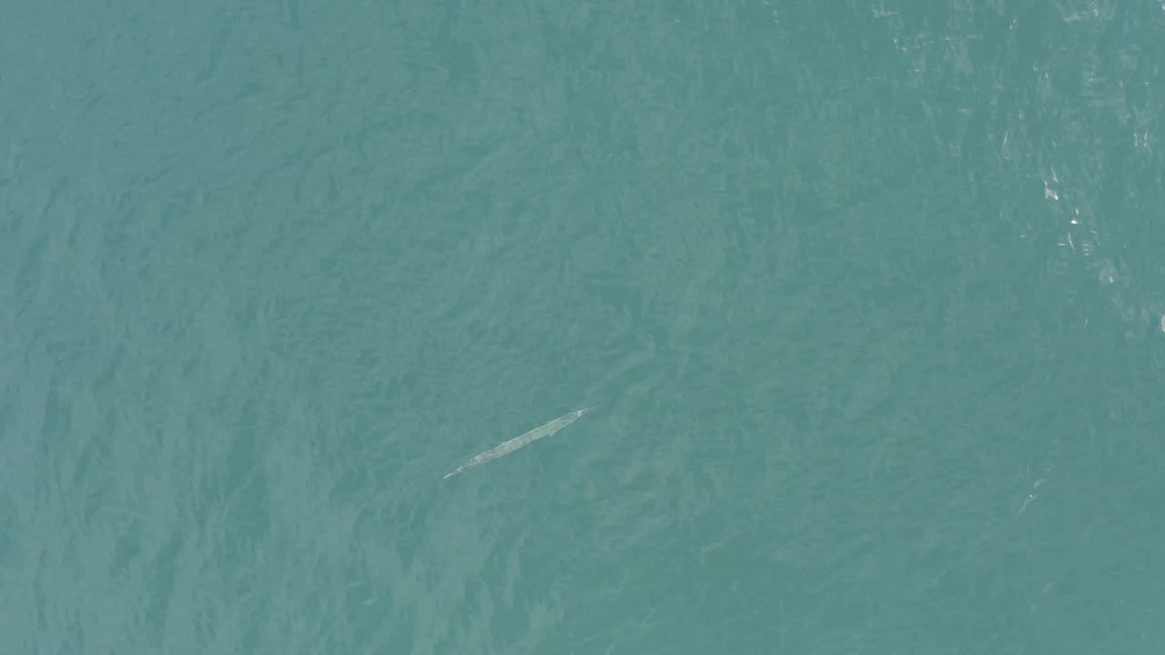 Blue-green ocean water in Baja California Sur, Mexico, with surface shimmer, a pale fish-like shape right of center, and no visible people.