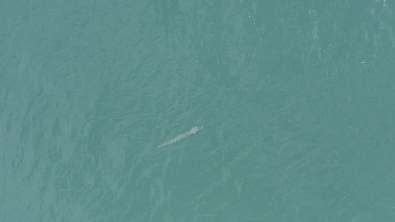 Top-down blue-green ocean in Baja California Sur, Mexico, with a small pale fish-like shape lower left, textured water, and no visible people.