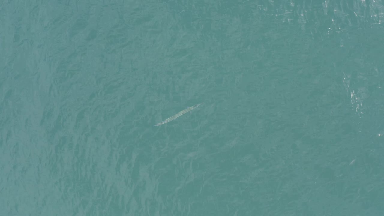 A pale fish is visible beneath green-blue water in Baja California Sur, Mexico, with surface ripples and no visible people.