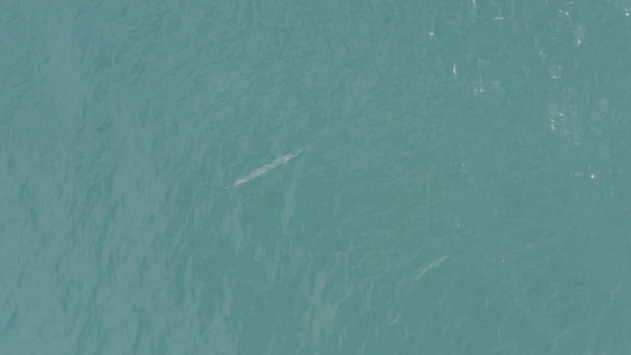Turquoise ocean surface with a small pale fish shape near the left side.