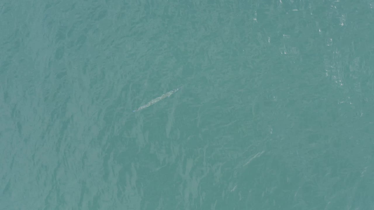 Blue-green ocean water in Baja California Sur, Mexico shows faint ripples and a small pale fish-like form set slightly left of center, with no visible people.