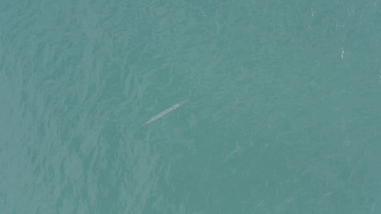 Open turquoise sea surface in Baja California Sur, Mexico, with a small pale fish-like shape low on the left and no visible people.