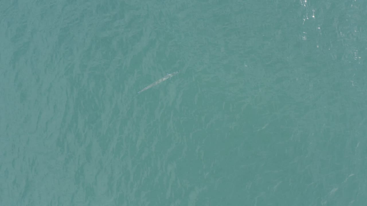 Clear green-blue ocean water with small pale shapes and surface texture.