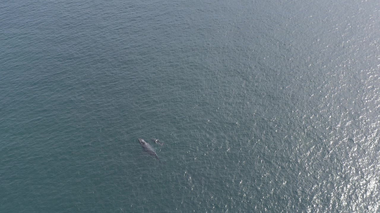 A lone whale appears small near the surface of blue-green ocean water in Baja California Sur, with bright sun glitter nearby and no visible people.