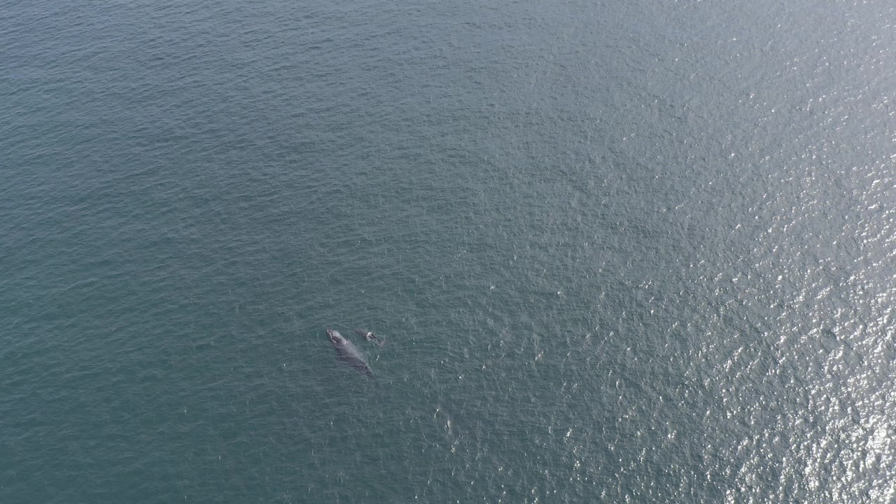 Whale at upper left of an overhead ocean view with sunlit ripples.