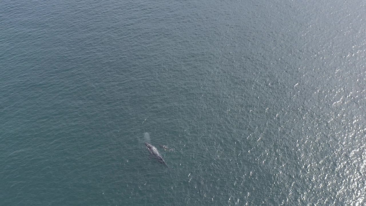 A lone whale is visible near the right side of the aerial frame, moving through blue-green water under bright reflective light, with no visible people.