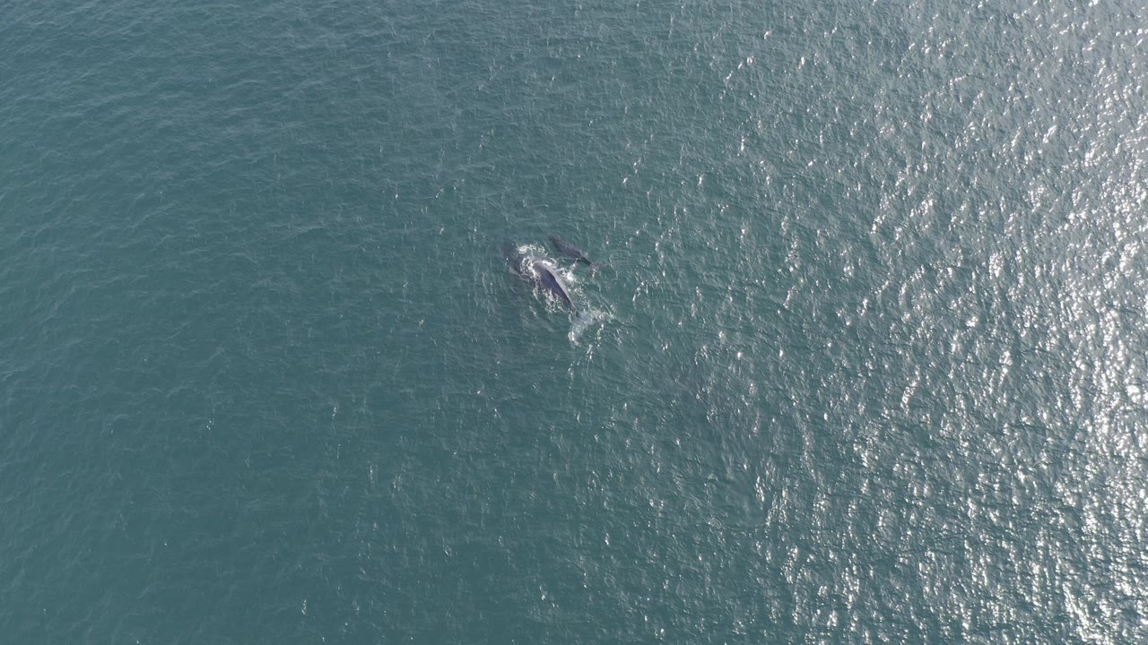 Overhead aerial frame of a whale near the upper left of blue-green ocean water in Baja California Sur, Mexico, with bright surface glare and no visible people.