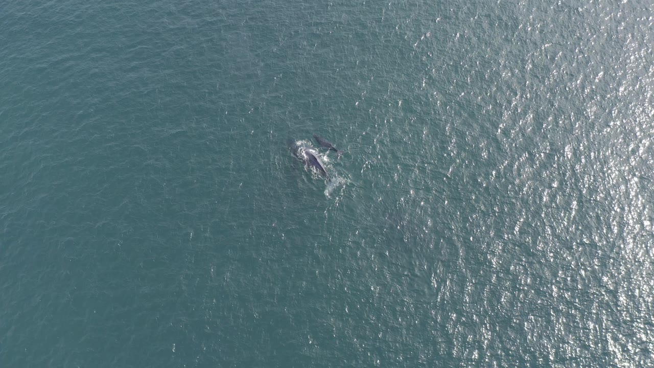 Whale seen from above beside a bright strip of reflected sunlight.