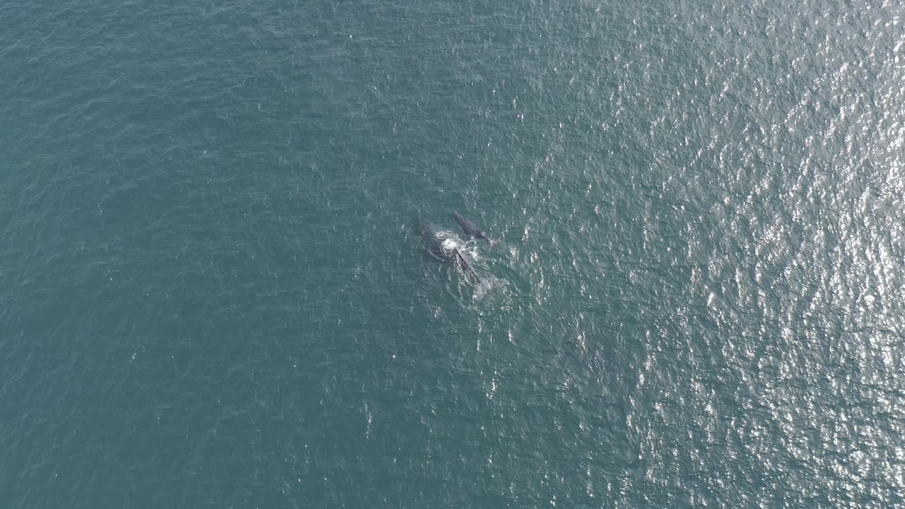 Overhead drone-style view of a whale near the upper part of the frame in Baja California Sur, Mexico, surrounded by rippled blue-green water and no visible people.