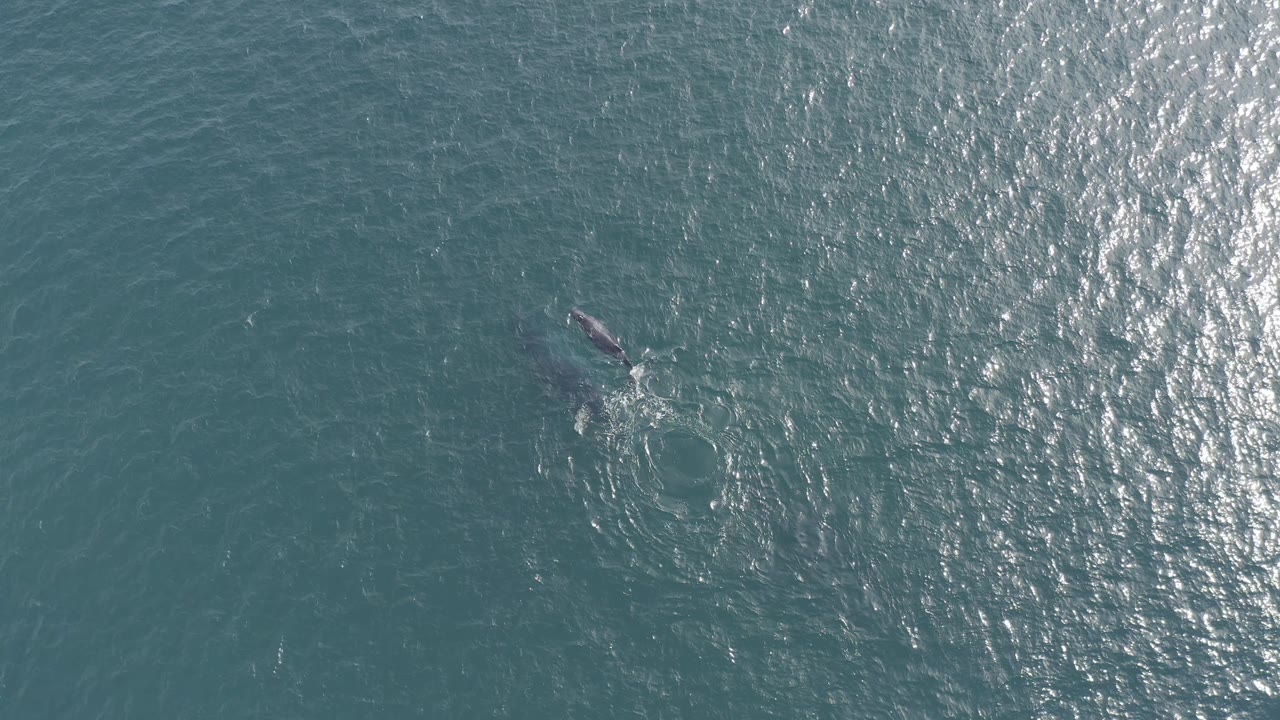Aerial view of the whale continuing through clear blue-green water in Baja California Sur, Mexico, with a bright patch of reflected sunlight on the right and no visible people.