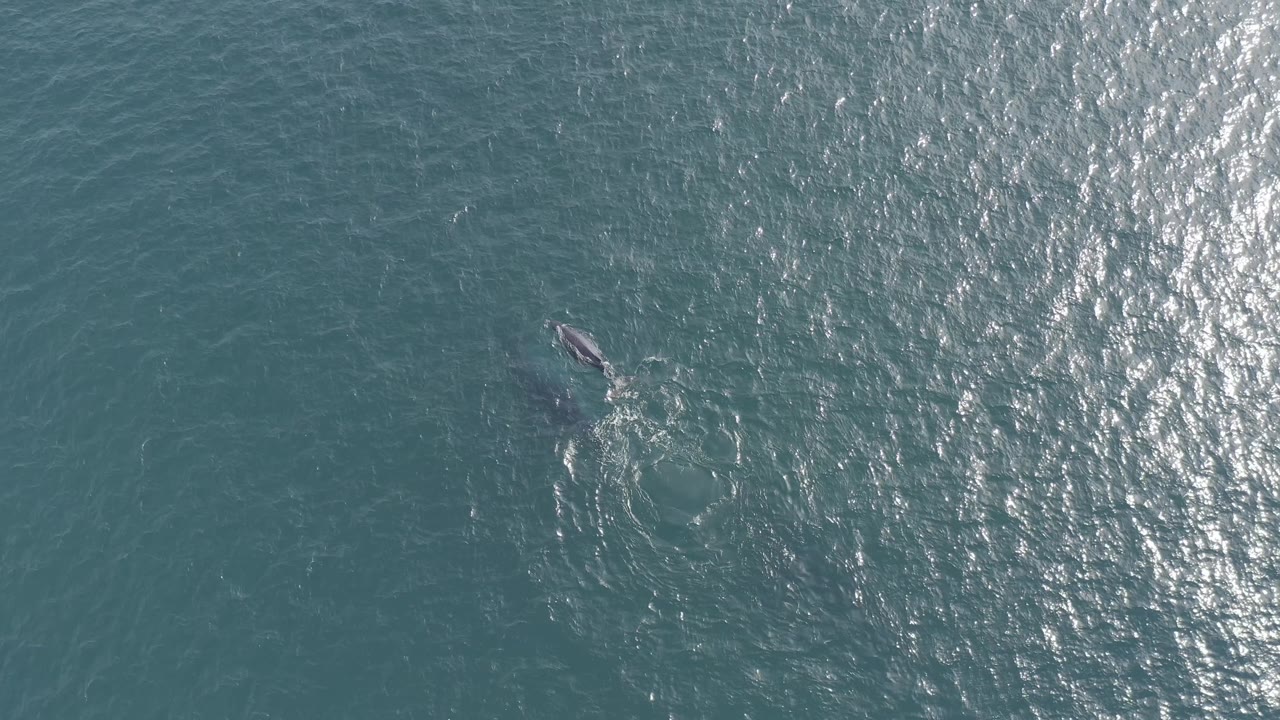 Top-down ocean frame with the whale near center, dark body visible under the surface, broken ripples around it, and no visible people in the Baja California Sur water.
