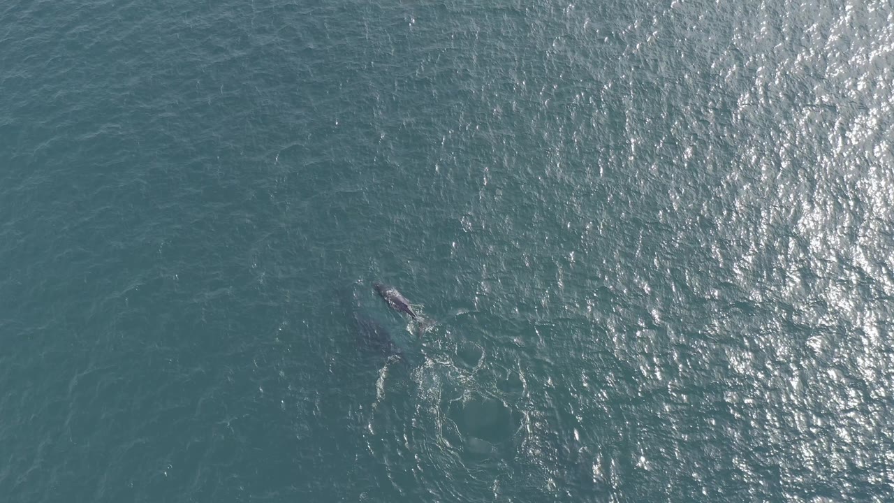 Overhead shot of the whale lower in the frame, surrounded by small white disturbance marks and sun-sparkled blue-green water in Baja California Sur, Mexico, with no visible people.