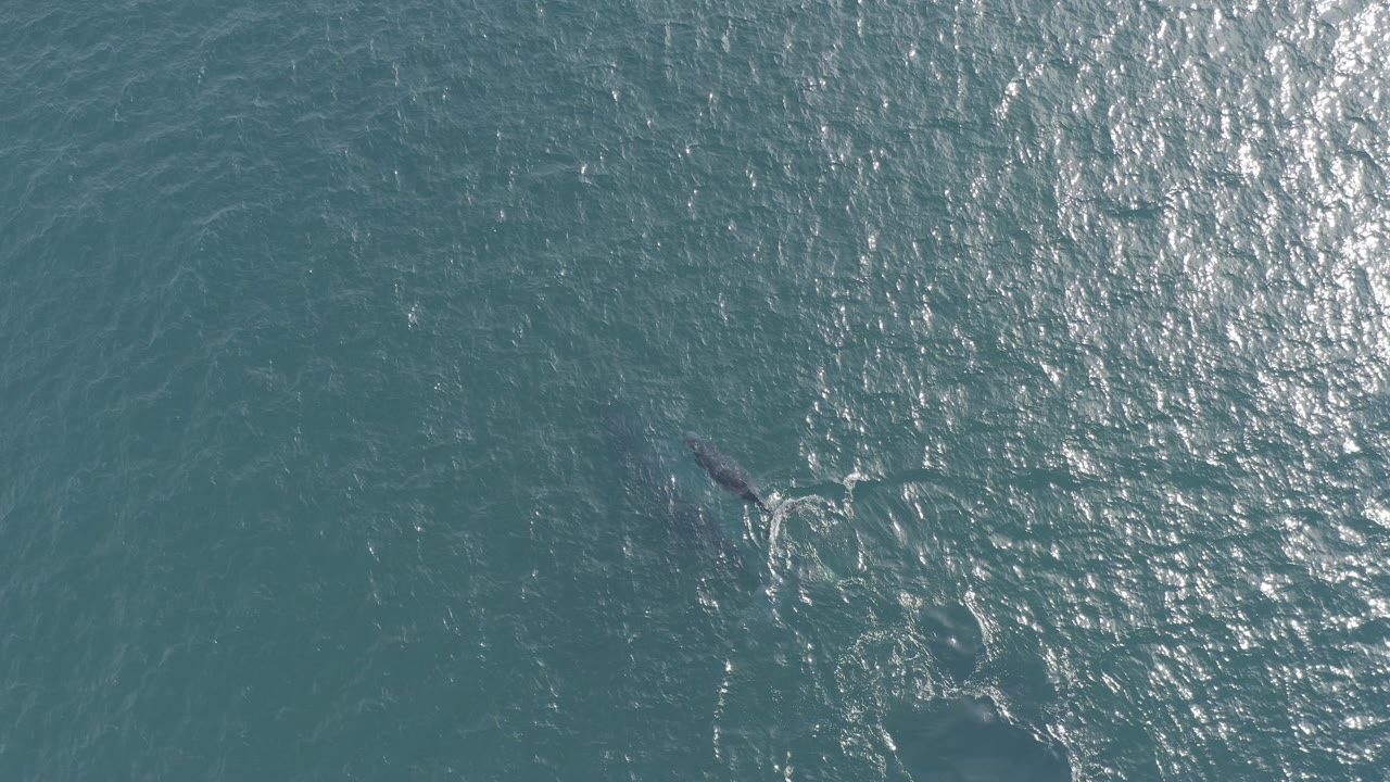 Overhead view of a whale just under blue-green water in Baja California Sur, Mexico, with bright glare on the right side and no visible people.