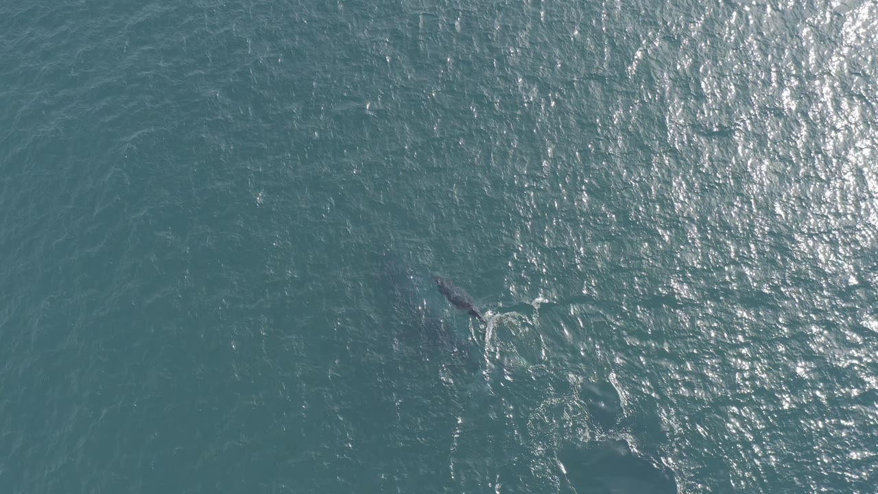 A whale remains just below the surface in Baja California Sur, Mexico, with thin white trails behind it and a wide patch of sunlit ripples to the right, no visible people.
