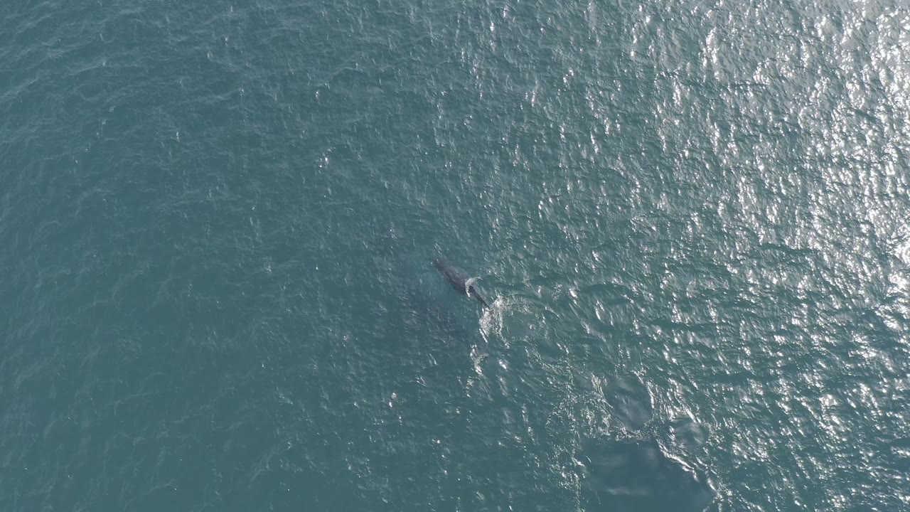 Overhead frame of the whale farther toward the right side of blue-green water in Baja California Sur, Mexico, with stronger glare across the surface and no visible people.