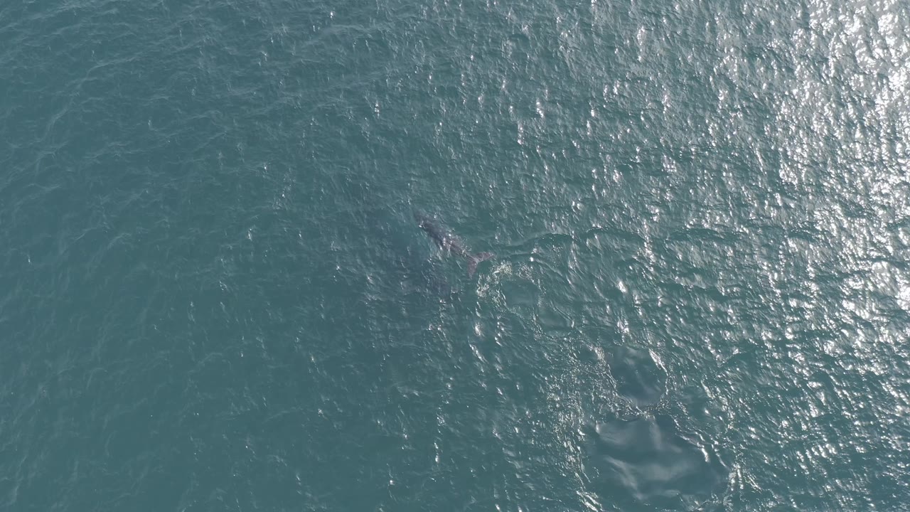 Aerial view of the whale beneath open blue-green water in Baja California Sur, Mexico, with a bright reflective area on the upper right and no visible people.