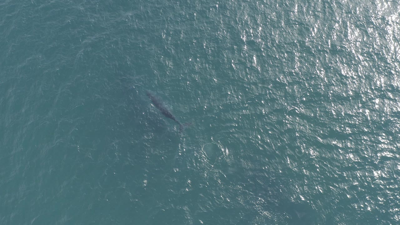 Overhead frame from Baja California Sur, Mexico showing a whale below rippled blue-green water with bright sun reflections and no visible people.